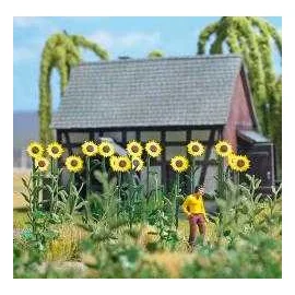 AA