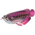 Maqueta EUGY 3D - Dragon Fish