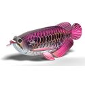 Maquetas de cartón EUGY 3D - Dragon Fish