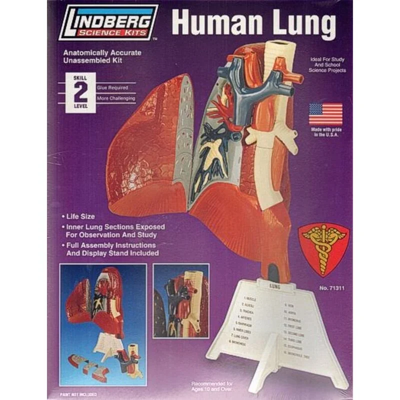 pulmón humano pulmón humano